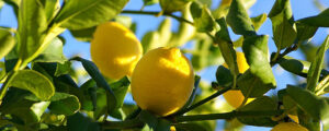 Read more about the article גיזום עץ לימון – הסיבות והדרכים בהן כדאי לבצע זאת
