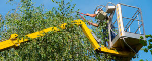 Read more about the article גיזום עצים בגובה – הבטיחות והמקצועיות חשובים מתמיד